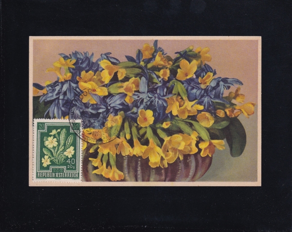 AUSTRIA(Ʈ)-߽øī(MAXIMUM CARD)-#B238-40+20g-YELLOW PRIMROSE()-1948.5.14