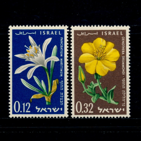 ISRAEL(̽)-#180~1(2)-SAND LILY AND EVENING PRIMROSE( ,׶)-1960.4.27