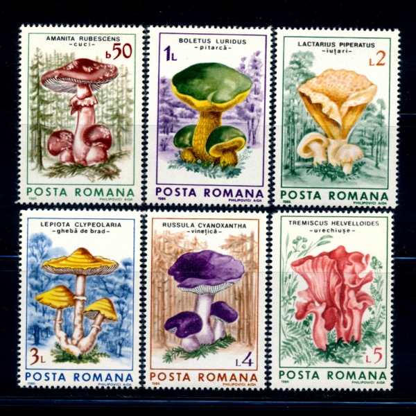 ROMANIA(縶Ͼ)-#3405~10(6)-MUSHROOMS AND FUNGI(,)-1986.8.15